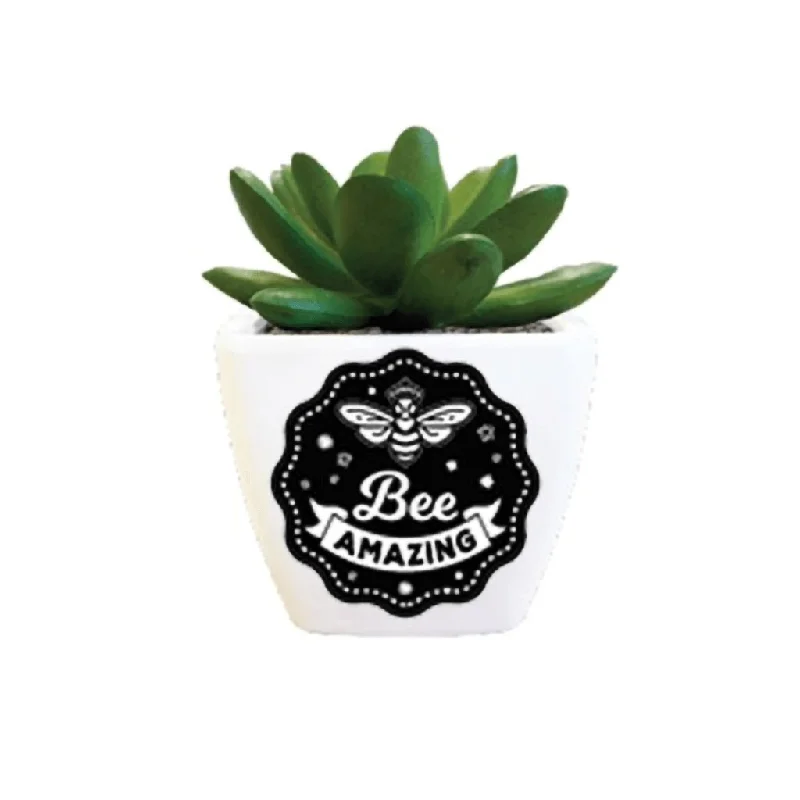 H & H Gifts : Succulent - Bee Amazing (Bee Pic)